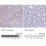 Chymotrypsin Antibody
