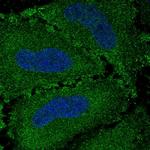 G7C Polyclonal Antibody