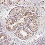 IDUA Antibody in Immunohistochemistry (Paraffin) (IHC (P))