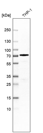 SAMHD1 Antibody in Western Blot (WB)
