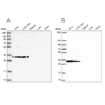 RPS3A Antibody in Western Blot (WB)