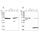 HIP Antibody in Western Blot (WB)