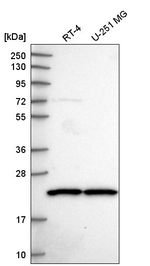 SCAND1 Antibody in Western Blot (WB)