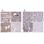 TMP21 Antibody in Immunohistochemistry (Paraffin) (IHC (P))