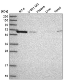 CPNE1 Antibody in Western Blot (WB)