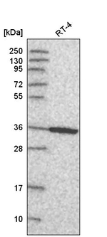 Annexin A8 Antibody in Western Blot (WB)
