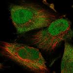 Thioredoxin 1 Polyclonal Antibody