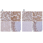 Thioredoxin 1 Antibody in Immunohistochemistry (Paraffin) (IHC (P))