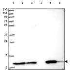 Thioredoxin 1 Antibody in Western Blot (WB)