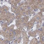 RPL32 Antibody in Immunohistochemistry (Paraffin) (IHC (P))