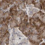 RPL32 Antibody in Immunohistochemistry (Paraffin) (IHC (P))