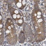 RPL32 Antibody in Immunohistochemistry (Paraffin) (IHC (P))