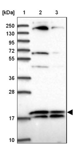 RPL32 Antibody in Western Blot (WB)
