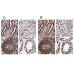 SFPQ Antibody in Immunohistochemistry (Paraffin) (IHC (P))