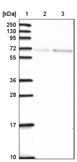 SH2D3C Antibody in Western Blot (WB)
