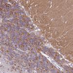 KV3.1 (KCNC1) Antibody in Immunohistochemistry (Paraffin) (IHC (P))