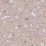 KV3.1 (KCNC1) Antibody in Immunohistochemistry (Paraffin) (IHC (P))