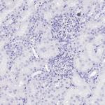 KV3.1 (KCNC1) Antibody in Immunohistochemistry (Paraffin) (IHC (P))
