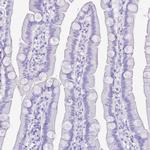 KV3.1 (KCNC1) Antibody in Immunohistochemistry (Paraffin) (IHC (P))