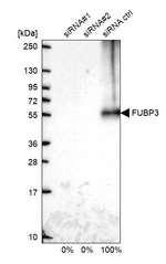 FUBP3 Antibody in Western Blot (WB)