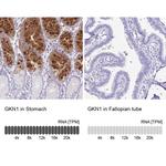 GKN1 Antibody