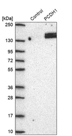 PCDH1 Antibody in Western Blot (WB)