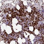 Cathepsin G Polyclonal Antibody