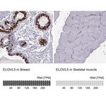ELOVL5 Antibody