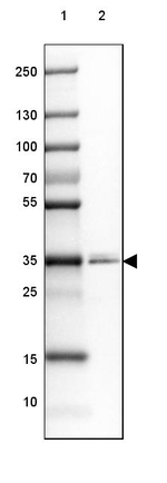 PPAP2A Antibody in Western Blot (WB)