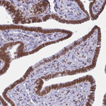 Lamin B2 Antibody in Immunohistochemistry (Paraffin) (IHC (P))