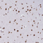 Lamin B2 Antibody in Immunohistochemistry (Paraffin) (IHC (P))