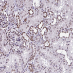 Lamin B2 Antibody in Immunohistochemistry (Paraffin) (IHC (P))