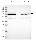 Lamin B2 Antibody in Western Blot (WB)