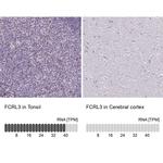 FCRL3 Antibody