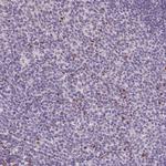 FCRL3 Antibody in Immunohistochemistry (Paraffin) (IHC (P))