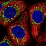 NDUFAF2 Antibody in Immunocytochemistry (ICC/IF)