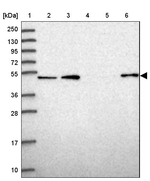 WSCD2 Antibody in Western Blot (WB)