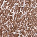 BERP Polyclonal Antibody