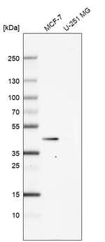 MVD Antibody in Western Blot (WB)
