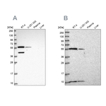 NUP50 Antibody in Western Blot (WB)