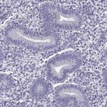 C13orf28 Antibody in Immunohistochemistry (Paraffin) (IHC (P))