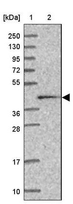 Calreticulin 3 Antibody in Western Blot (WB)