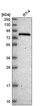 ESRP2 Antibody in Western Blot (WB)