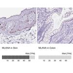 Melan-A Antibody