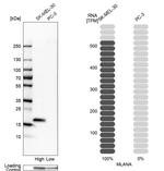 Melan-A Antibody