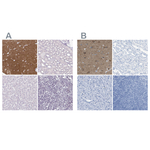 LFG Polyclonal Antibody