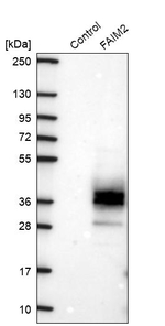 LFG Antibody in Western Blot (WB)
