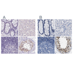 BOLL Antibody in Immunohistochemistry (Paraffin) (IHC (P))