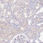 BOLL Antibody in Immunohistochemistry (Paraffin) (IHC (P))
