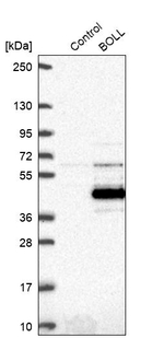 BOLL Antibody in Western Blot (WB)